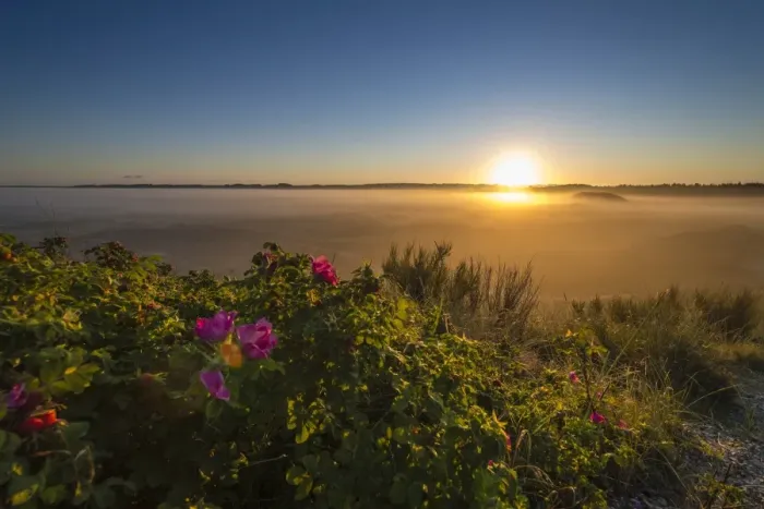 Framed Print : Fog over dunes and heathland at sunrise, Henne, Region of Southern Denmark, Denmark Framed Print : Fog over dunes and heathland at sunrise, Henne, Region of Southern Denmark, Denmark