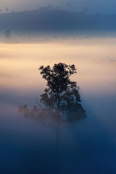 Alone in the fog, Tung Salang Luang National Park