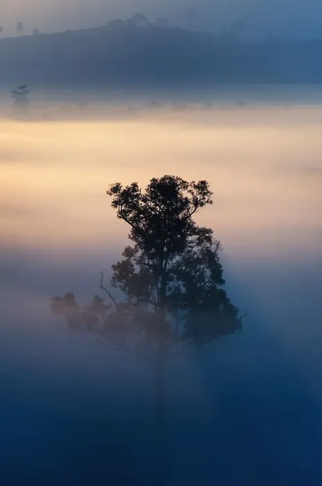 Framed Print : Alone in the fog, Tung Salang Luang National Park Framed Print : Alone in the fog, Tung Salang Luang National Park