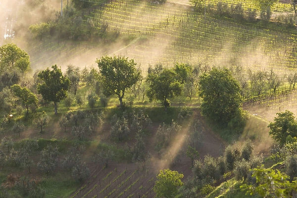 Fog wafting through trees below Montalcino, Tuscany, Italy