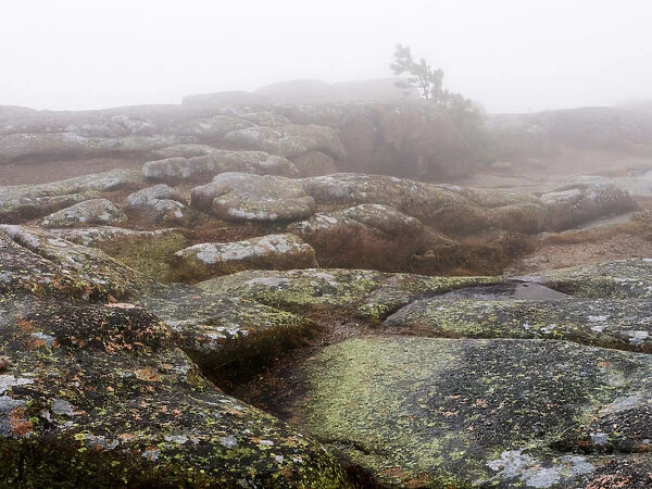 Foggy day. Foggy landscape on top of Cadillac Mountain in Acadia National