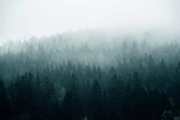 Framed Print : Foggy day in the forest