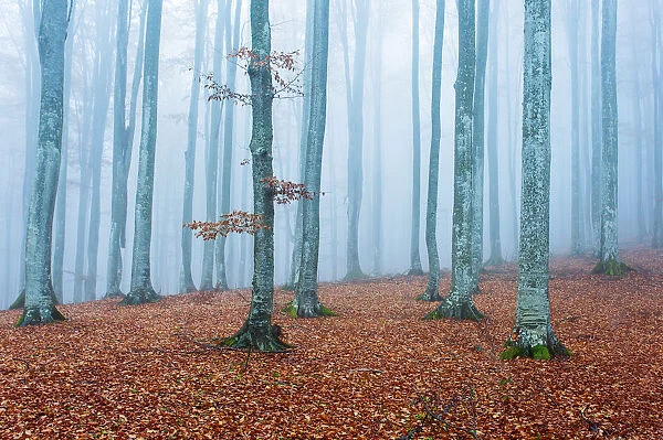 foggy forest in autumn to winter