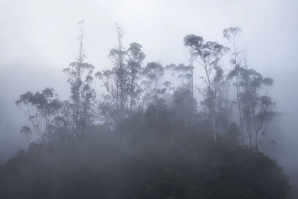 Foggy trees, Ribeiro De Frio, Madeira, Portugal