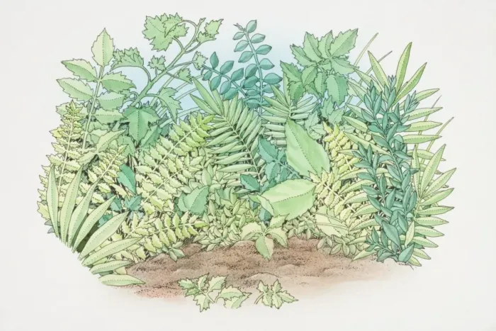 Framed Print : Foliage of assorted green plants growing in garden