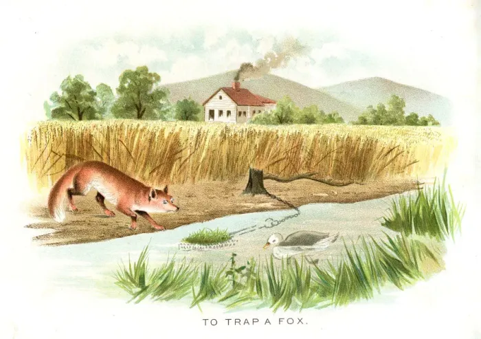 Framed Print : How to fool a fox lithograph 1897 Framed Print : How to fool a fox lithograph 1897