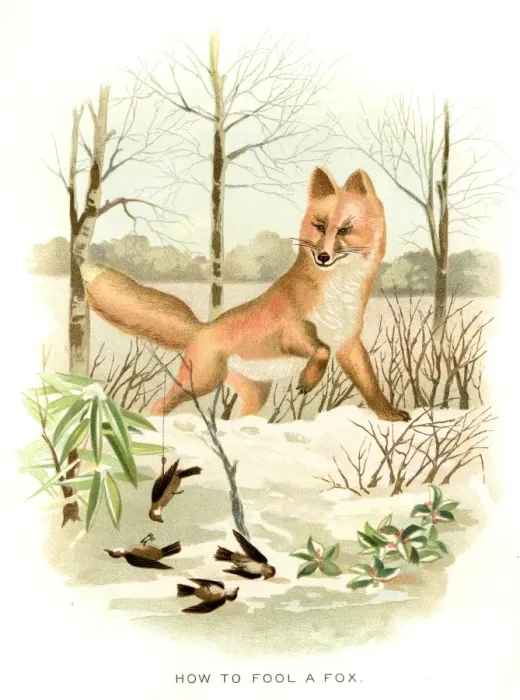 Framed Print : How to fool a fox lithograph 1897 Framed Print : How to fool a fox lithograph 1897