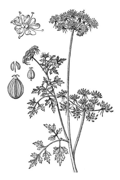 Framed Print : Fools Parsley. Aethusa cynapium Framed Print : Fools Parsley. Aethusa cynapium