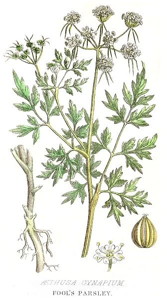 Fools parsley poison plant engraving 1857