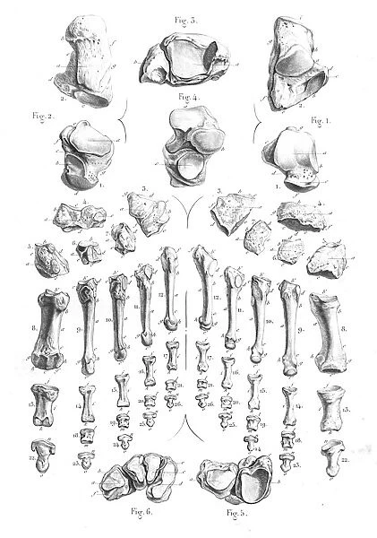 Foot bones anatomy engraving 1866