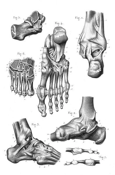 Foot joint anatomy engraving 1866