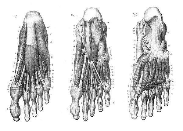 Foot Plantar region anatomy engraving 1866