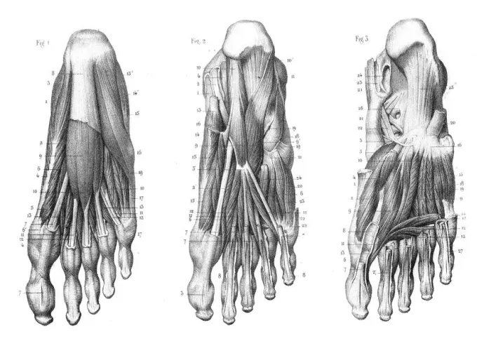 Framed Print : Foot Plantar region anatomy engraving 1866 Framed Print : Foot Plantar region anatomy engraving 1866