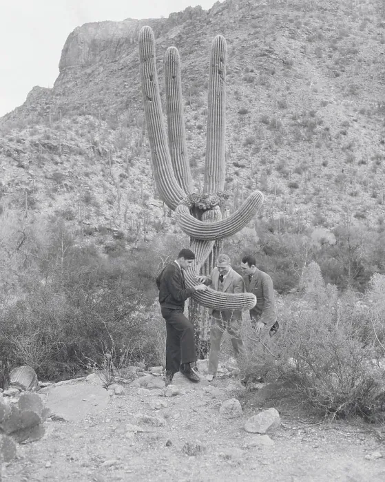 Framed Print : Football Players Inspecting Cactus Framed Print : Football Players Inspecting Cactus