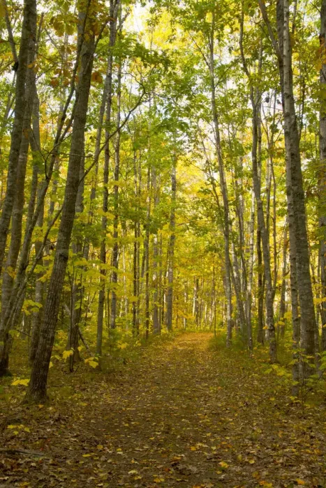 Framed Print : Empty footpath in autumn forest, Maquoit Bay Conservation Land, Brunswick, Maine, New England, USA Framed Print : Empty footpath in autumn forest, Maquoit Bay Conservation Land, Brunswick, Maine, New England, USA
