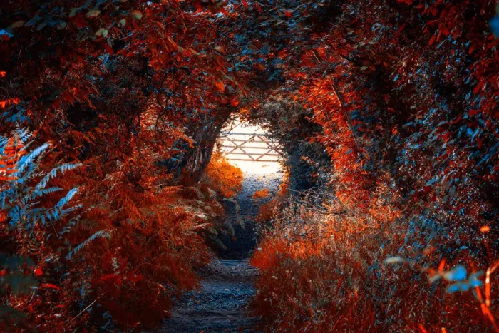 Framed Print : Footpath, Llangorse, Brecon Beacons, Wales
