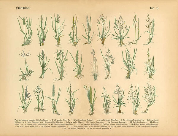 Forage Grasses, Victorian Botanical Illustration