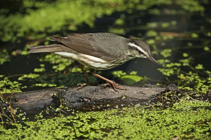 Framed Print : Foraging Louisiana waterthrush on spring pond Framed Print : Foraging Louisiana waterthrush on spring pond