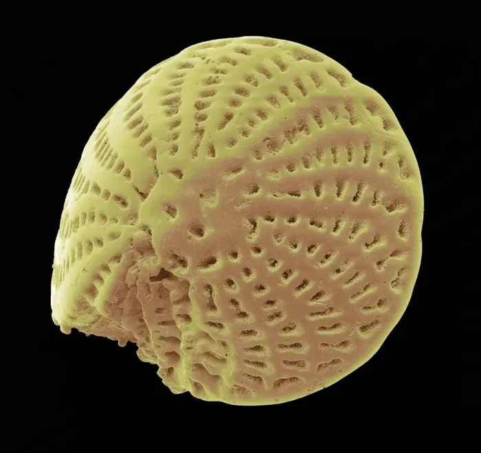 Framed Print : Foraminiferan microfossil, SEM Framed Print : Foraminiferan microfossil, SEM