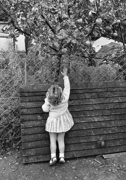 Forbidden Fruit; A young girl endeavours to pick an apple from the tree