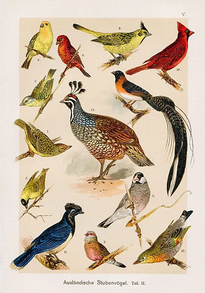 Foreign Cage Birds Chromolithography 1899