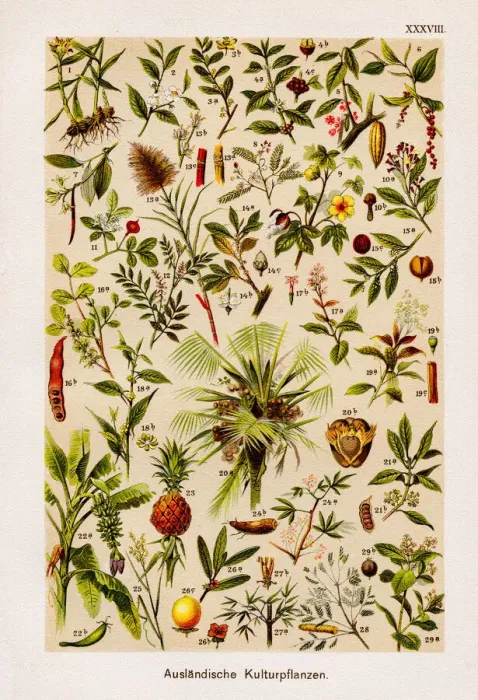 Framed Print : Foreign Cultivated Plant Chromolithography 1899 Framed Print : Foreign Cultivated Plant Chromolithography 1899