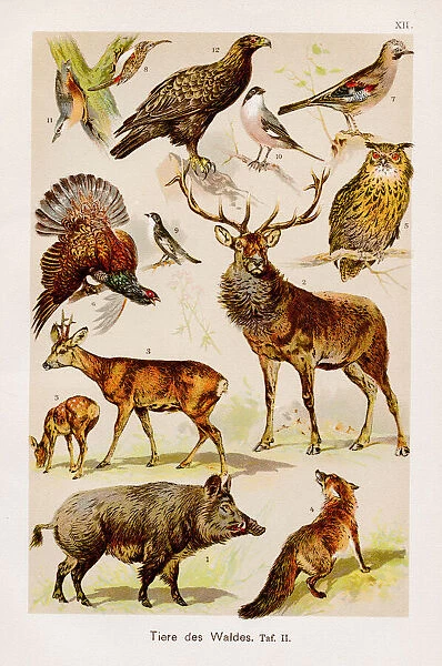 Forest Animals Chromolithography 1899