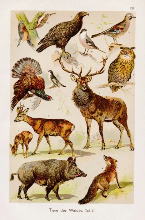 Framed Print : Forest Animals Chromolithography 1899 Framed Print : Forest Animals Chromolithography 1899