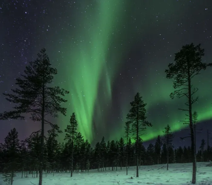 Framed Print : Forest Aurora Framed Print : Forest Aurora