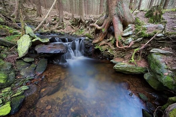 Forest brook with little waterfalls surrounded by moss covered tree roots