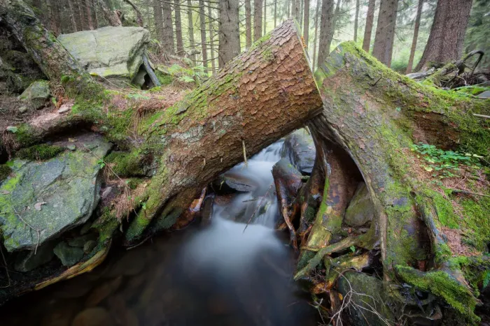 Framed Print : Forest brook with little waterfalls surrounded by moss covered tree roots Framed Print : Forest brook with little waterfalls surrounded by moss covered tree roots