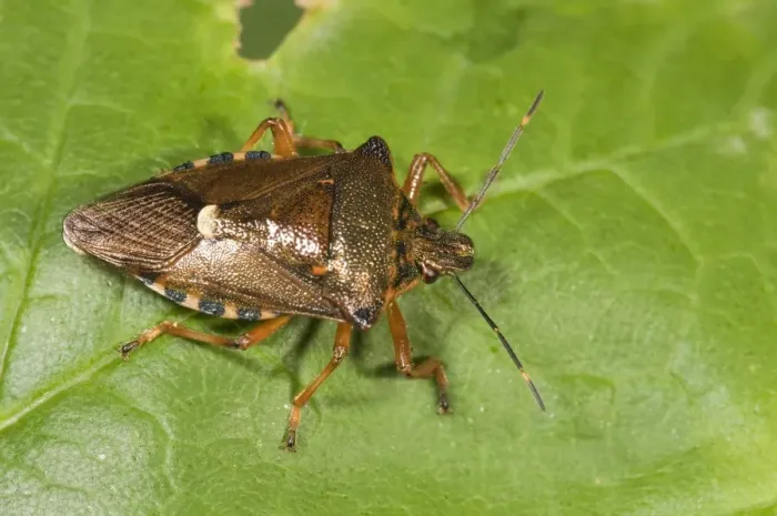 Framed Print : Forest bug -Pentoma rufipes-, Untergroeningen, Baden-Wuerttemberg, Germany, Europe Framed Print : Forest bug -Pentoma rufipes-, Untergroeningen, Baden-Wuerttemberg, Germany, Europe