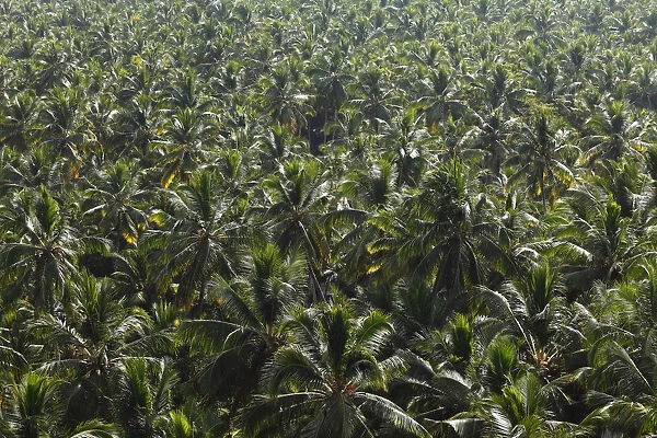 Forest of coconut palms, Malabarian Coast, Malabar, Kerala, India, Asia