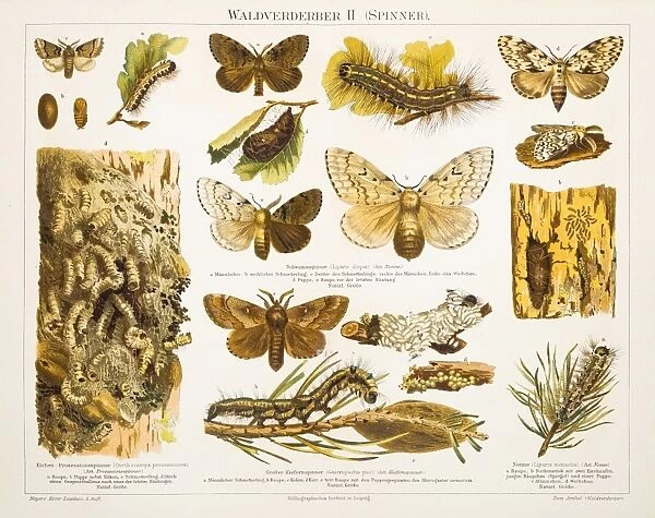 Forest destroyer insects lithograph 1897