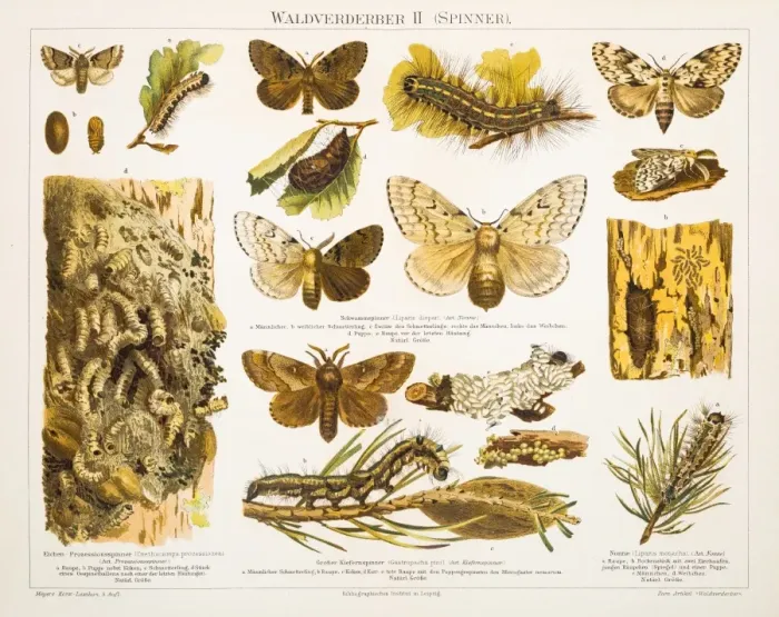Framed Print : Forest destroyer insects lithograph 1897 Framed Print : Forest destroyer insects lithograph 1897