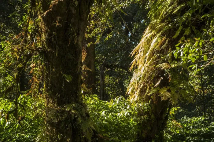 Framed Print : Forest, Doi Inthanon National Park, Chiang Mai Province, Northern Thailand, Thailand, Asia Framed Print : Forest, Doi Inthanon National Park, Chiang Mai Province, Northern Thailand, Thailand, Asia