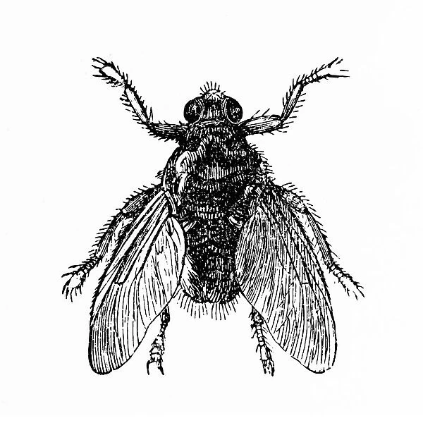 Forest fly (Hippobosca equina)