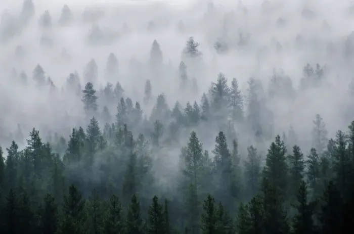 Framed Print : Forest fog Framed Print : Forest fog