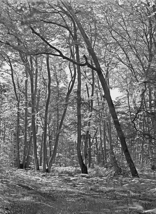 Framed Print : Forest Of Fontainebleau Framed Print : Forest Of Fontainebleau