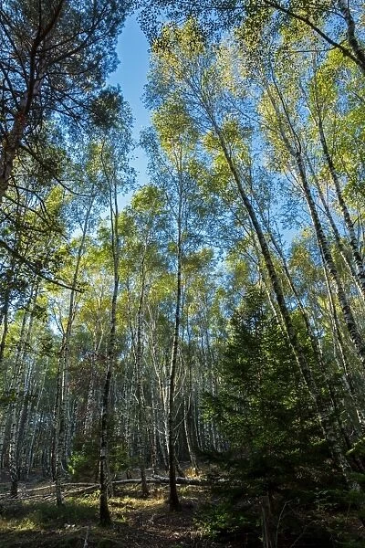 The forest at Fontmort, the National Park of Cevennes, Languedoc Roussillon, France
