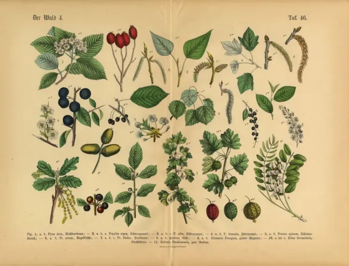 Framed Print : Forest and Fruit Trees and Plants, Victorian Botanical Illustration Framed Print : Forest and Fruit Trees and Plants, Victorian Botanical Illustration