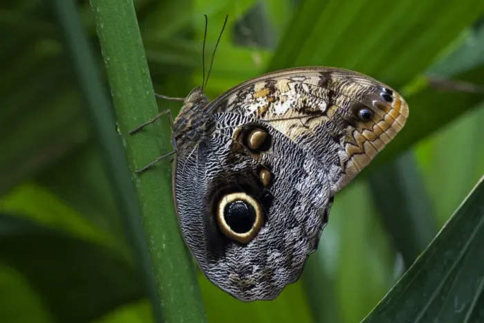 Framed Print : Forest Giant Owl butterfly -Caligo eurilochus-, Mainau, Baden-Wurttemberg, Germany Framed Print : Forest Giant Owl butterfly -Caligo eurilochus-, Mainau, Baden-Wurttemberg, Germany