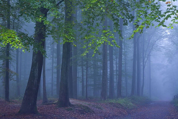 Forest of Halle in fall with fog, Belgium