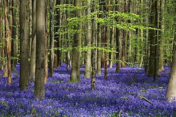 Forest of Halle (Hallerbos) with bluebell flowers, Halle, Belgium