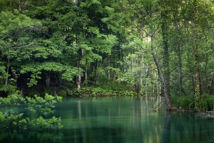 Framed Print : Forest lake, Plitvice Lakes National Park, UNESCO World Heritage Site, Croatia, Europe Framed Print : Forest lake, Plitvice Lakes National Park, UNESCO World Heritage Site, Croatia, Europe