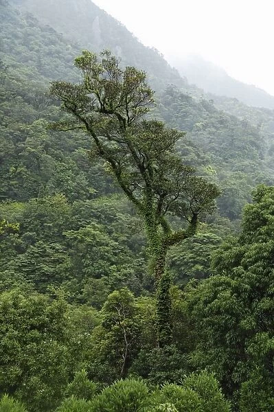 Forest Landscape With Tree, Yahushima Island, Kagoshima Prefecture, Japan