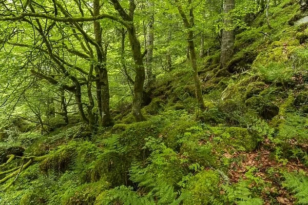 The forest in the Lesponne Valley, national park of Pyrenees, Hautes Pyrenees, France