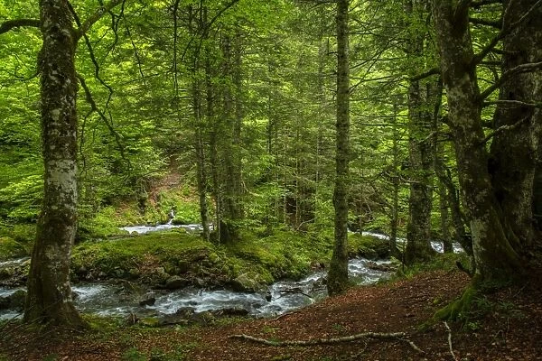 The forest in the Lesponne Valley, national park of Pyrenees, Hautes Pyrenees, France