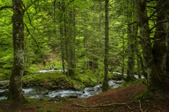 Framed Print : The forest in the Lesponne Valley, national park of Pyrenees, Hautes Pyrenees, France