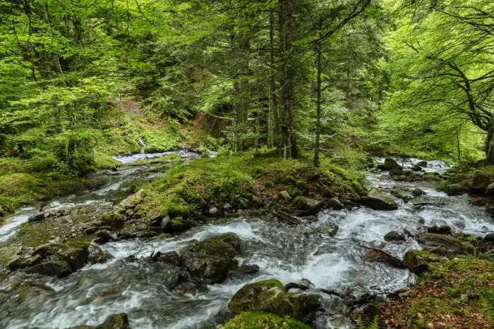 Framed Print : The forest in the Lesponne Valley, national park of Pyrenees, Hautes Pyrenees, France Framed Print : The forest in the Lesponne Valley, national park of Pyrenees, Hautes Pyrenees, France